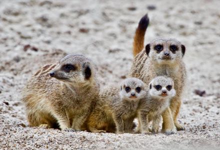 Active Tots Wild & Play Active Tots Wild & Play