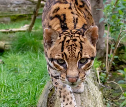 Camperdown Wildlife Centre